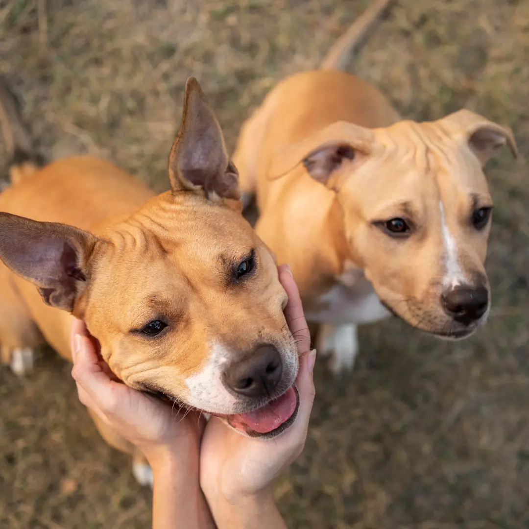 Homelessness and the Human Animal Bond